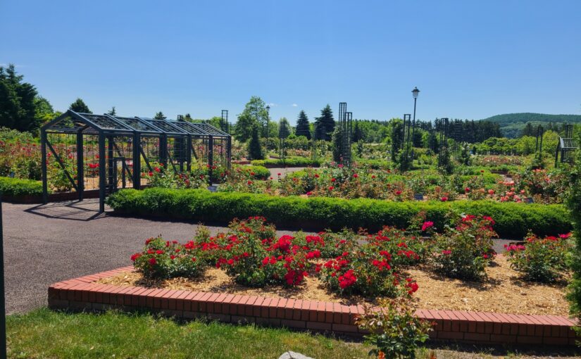 岩見沢公園バラ園