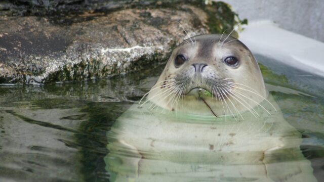 オホーツクとっかりセンター