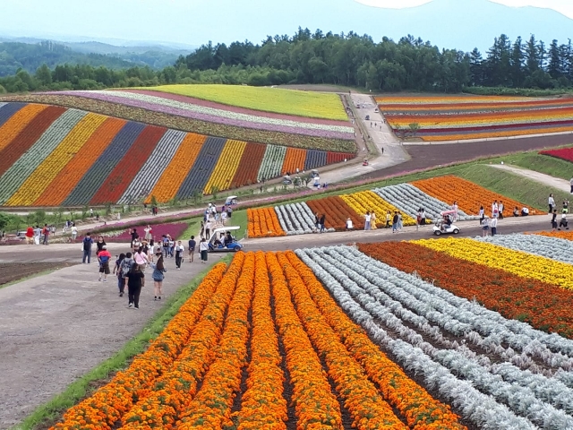 パッチワーク　丘　初夏