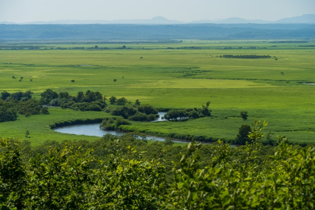 夏　釧路湿原