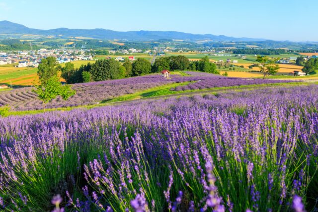 富良野