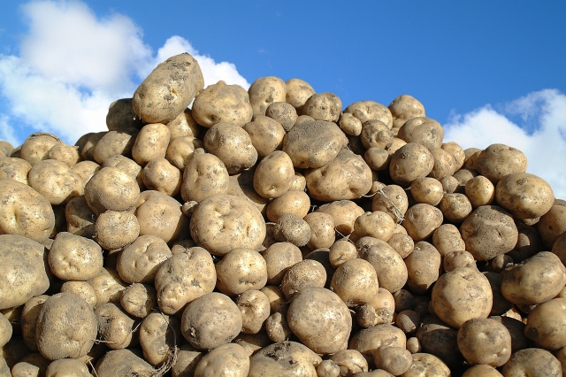 新じゃがいも　旬