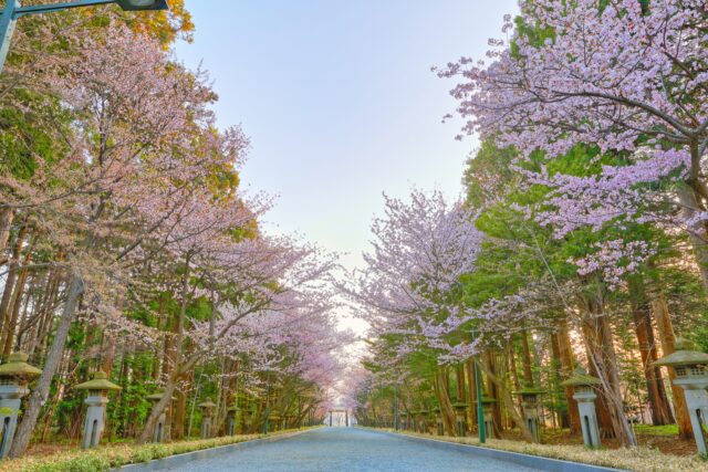 円山公園の桜並木　広角