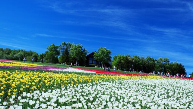 円山公園の桜並木 広角