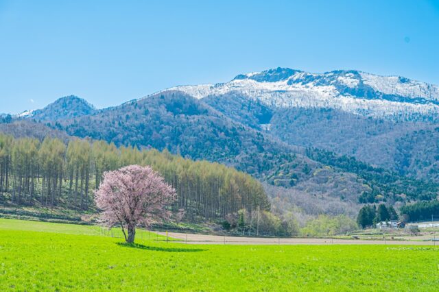 北海道　富良野　上御料の一本桜