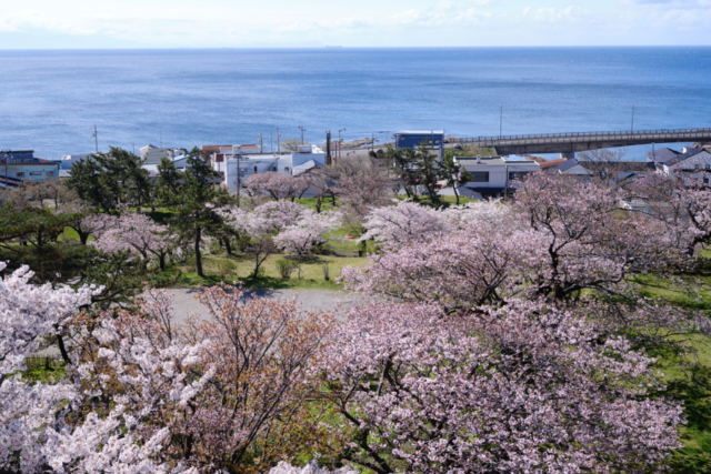 松前町　桜