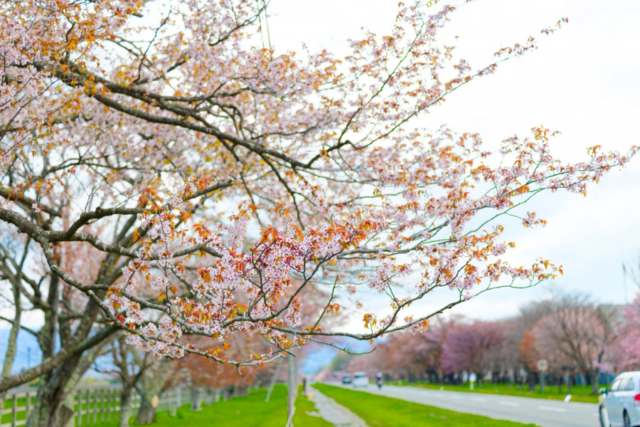 二十間道路　桜