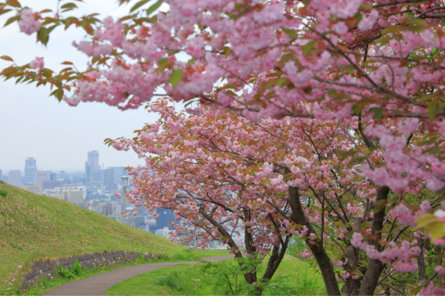 旭山公園　桜