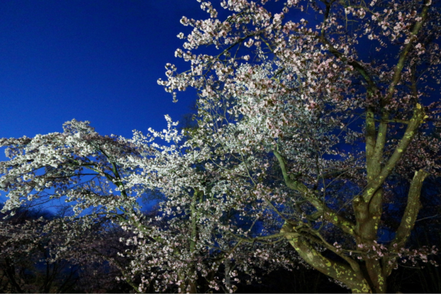 旭山公園　夜桜