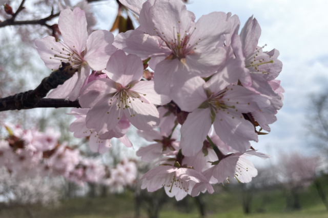 チシマザクラ　千島桜