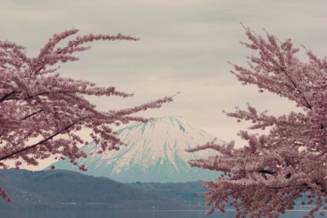 北海道　雪　桜