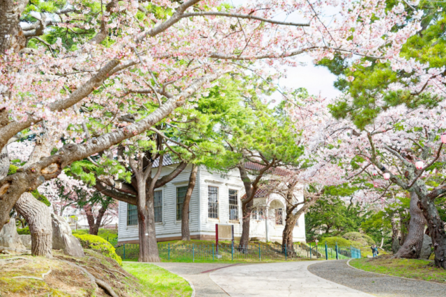 函館公園　桜