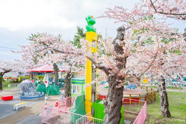 函館公園　桜