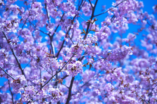 モエレ沼公園　桜