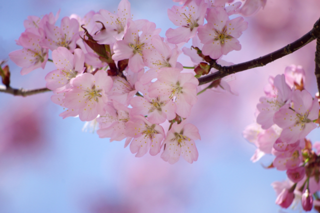 エゾヤマザクラ　桜