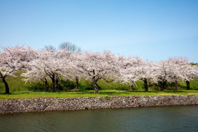 五稜郭公園　桜