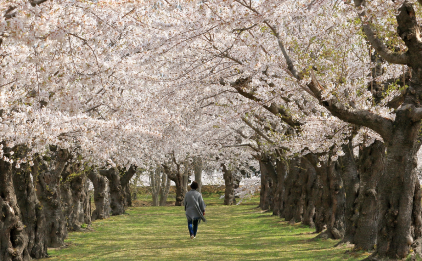 五稜郭公園　桜
