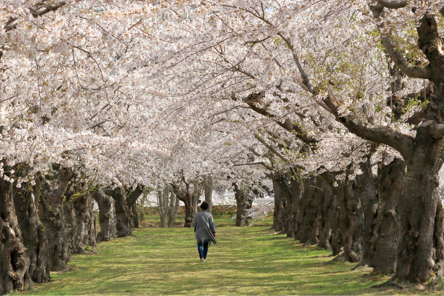 五稜郭公園　桜