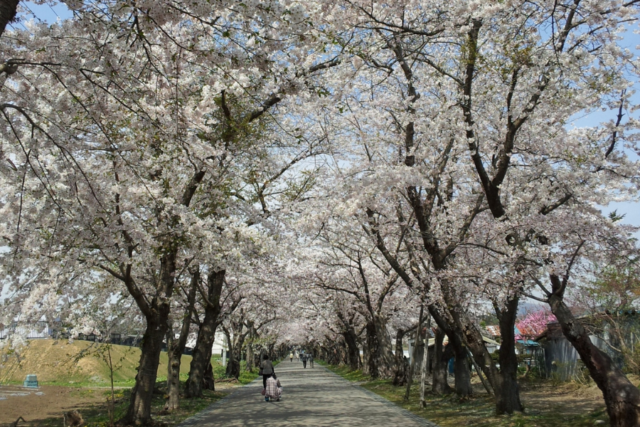 北斗市　桜