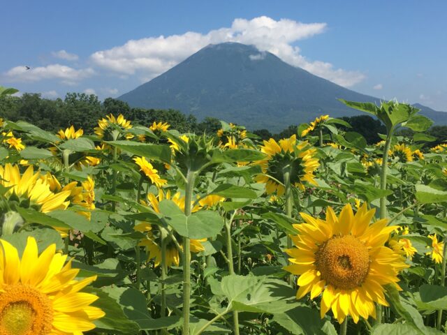 夏日的二世谷 羊蹄山 向日葵