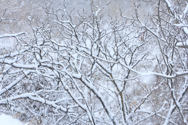 北海道 大雪の日の風景