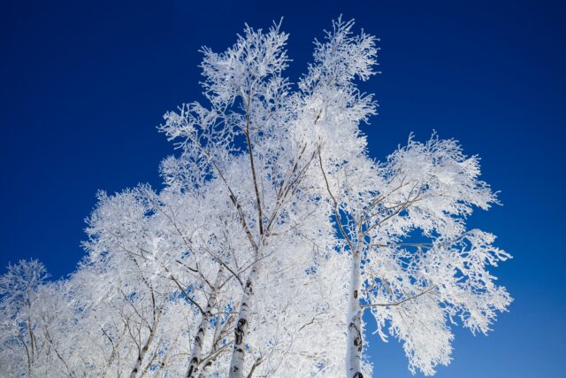 樹氷