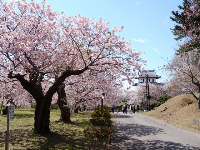 松前町の桜