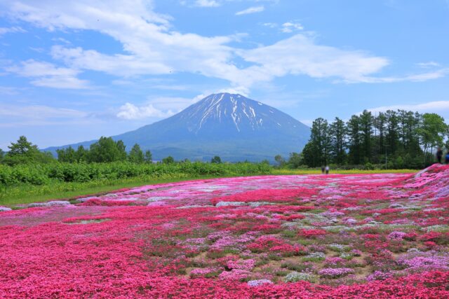 ニセコ　芝桜
